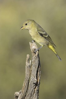 Western Tanager (Piranga ludoviciana) female, Oregon, USA