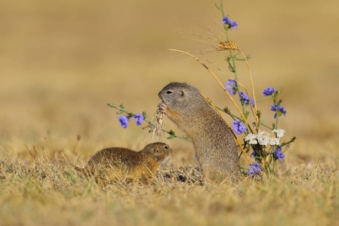 European ground squirrel (Spermophilus citellus) mother with young, eating barley ear, Lake