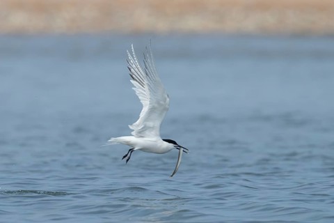 Sandwich tern (Thalasseus sandvicensis) adult bird in flight with a fish in its beak in summer,