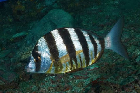 Zebra sea bream (Diplodus cervinus hottentotus)