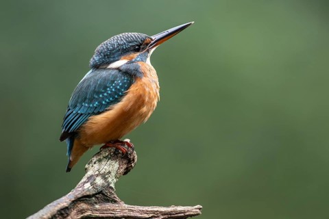 Common kingfisher (Alcedo atthis), Emsland, Lower Saxony, Germany