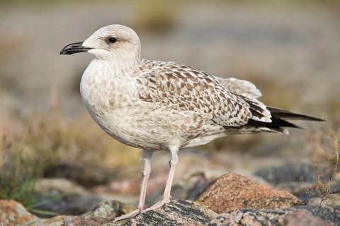 European Herring Gull (Larus argentatus) juvenile, Netherlands