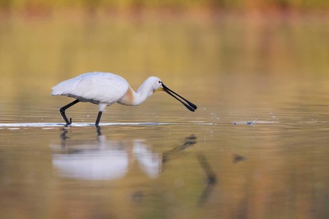 Eurasian Spoonbill (Platalea leucorodia) foraging, Saxony, Germany