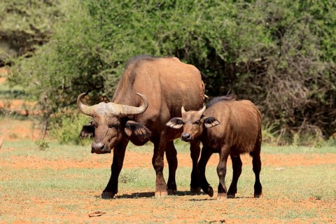 Cape buffalo (Syncerus caffer), adult, female, mother, young animal, foraging, Mokala National