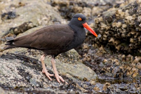 Black Oystercatcher (Haematopus bachmani) feeding along the shoreline in Victoria, BC, Canada