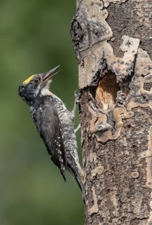American Three-toed Woodpecker (Picoides dorsalis) male, British Columbia, Canada, Canada
