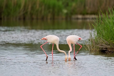 Two greater flamingos (Phoenicopterus roseus), standing in the water whilst foraging, Camargue