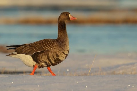 Greater White-fronted Goose (Anser albifrons) feeding on a small pond on the tundra in Northern