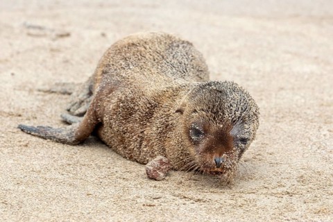 Sea lion pup (Zalophus wollebaeki), San Cristobal, Galapagos, Ecuador