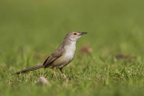 Graceful Prinia (Prinia gracilis), Oman
