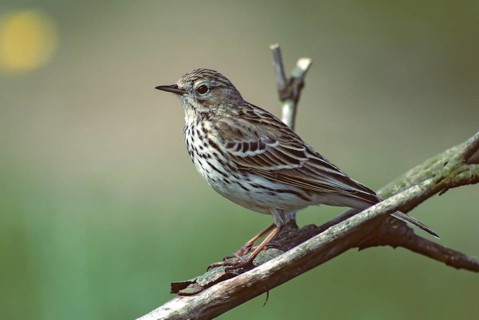 Anthus Pratensis, Meadow Pipit, Meadow Pieper, Birds, Leo, Passeri, Songbirds, Birds