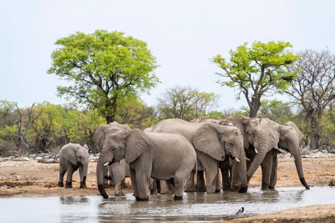 Herd of animals, animal family with young, African elephant (Loxodonta africana) drinking at a