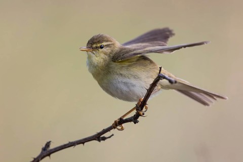 Willow Warbler (Phylloscopus trochilus) male singing and flapping, perched on a branch,