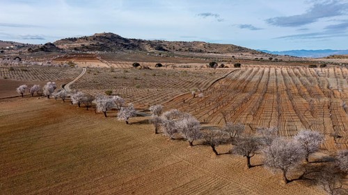 Aerial view, blossoming almond trees, plantation, Andalusia, Spain