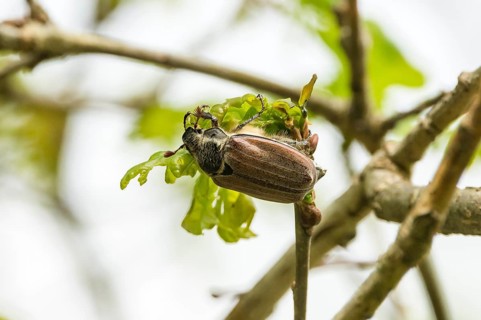 Cockchafer (Melolontha hippocastani) female on fresh oak leaves, Mönchbruch nature reserve,