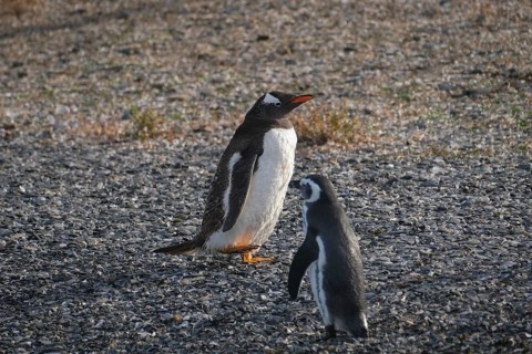 Ushuaia, Tierra del Fuego, Argentina, Gentoo penguins and Magellanic penguins on Isla Martillo in