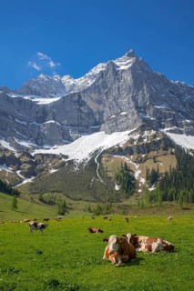 Cows grazing on an alpine meadow in early summer, the first day on the alp, Eng-Alm, Karwendel