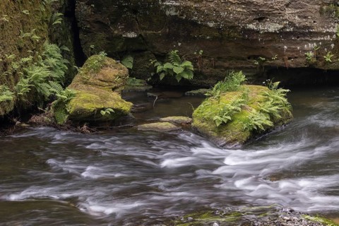 Flowing, silky water with ferns and rocks in the Edmunds Gorge, river Kamnitz, Hrensko, Ustecky