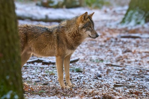 A wolf in a snowy forest, standing between the trees and looking attentively to the side, Winter,