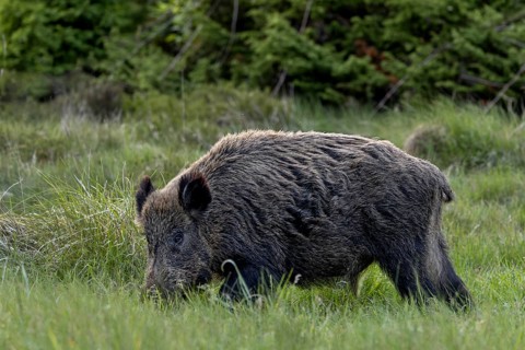 The wild boar (Sus scrofa) feeds on the fresh grass in the forest meadow, foraging in a similar way