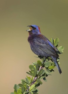 Varied Bunting (Passerina versicolor) singing, Arizona, USA