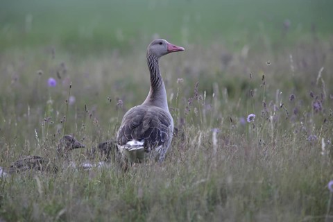 Greylag Goose (Anser anser) with chick, Burgenland, Austria