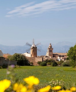 Idyllic landscape with windmill and church in the background, surrounded by blossoming nature under