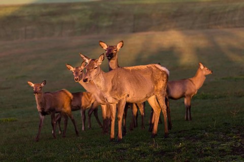 A group of female Altai maral, Altai wapiti or Altai elk (Cervus canadensis sibiricus) stand on a