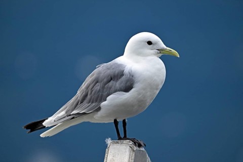 Black-legged kittiwake (Rissa tridactyla), Prince William Sound