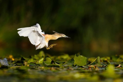 Squacco Heron (Ardeola ralloides) approaching, Extremadura, Spain