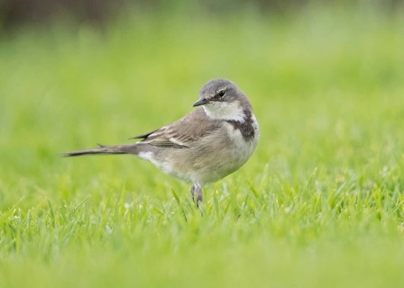 Cape Wagtail (Motacilla capensis), Namibia