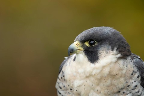 Peregrine falcon (Falco peregrinus) adult bird of prey head portrait, Scotland, United Kingdom