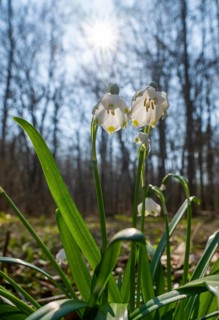 Spring snowflake (Leucojum vernum), blooming, backlit, Thuringia, Germany