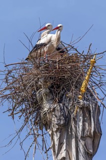 A pair of storks, the white stork (Ciconia ciconia), build a stork's nest out of twigs in front of