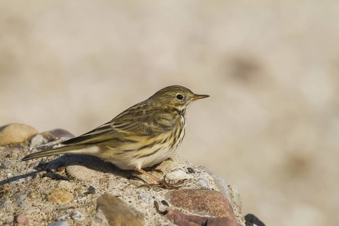 Meadow Pipit (Anthus pratensis), Schleswig-Holstein, Germany