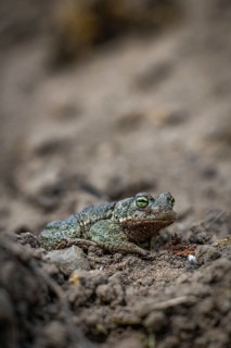 A toad is almost invisible on grass-covered ground thanks to its perfect camouflage, natterjack