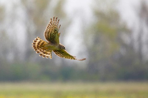 Hen Harrier (Circus cyaneus) female flying, Hungary