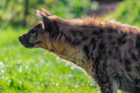 An adult female spotted hyena (Crocuta crocuta) stands against the light in a green meadow