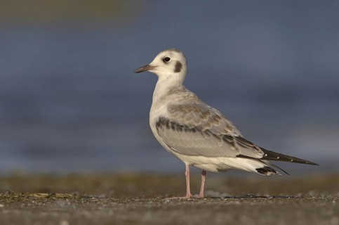 Bonaparte's Gull (Chroicocephalus philadelphia), Ohio, USA