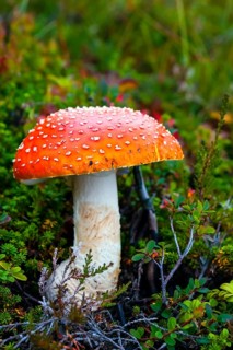 Fly agaric (Amanita muscaria), poisonous mushroom, Celle, Lower Saxony, Federal Republic of Germany