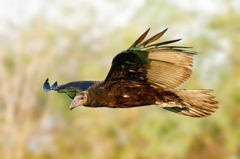 Turkey Vulture (Cathartes aura) juvenile flying, Texas, USA