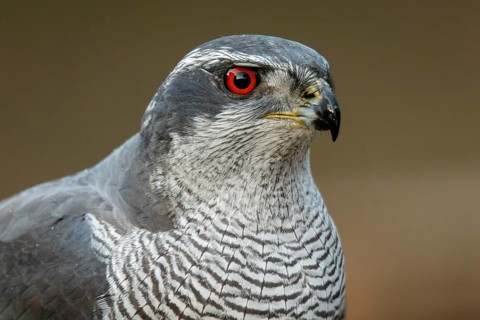 Northern Goshawk (Accipiter gentilis), adult male, Castile and Leon, Spain