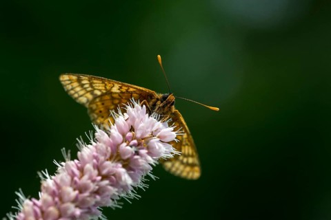 Bite check moth, bite tick moth, euphydryas aurinia, eurodryas aurinia, golden tick moth, green