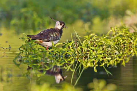 Northern Lapwing (Vanellus vanellus), Bavaria, Germany