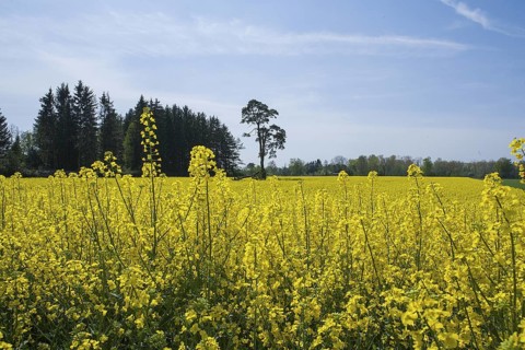 Rapeseed field, rapeseed (Brassica napus), Bavaria, Germany