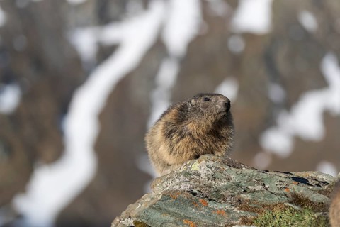 One Alpine Marmot, Marmota marmota, standing on a rock with snowy mountains in the distant