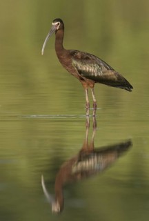 White-faced Ibis (Plegadis chihi), Arizona, USA