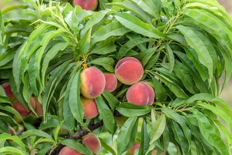 Dwarf peach (Prunus persica 'Bonanza'), Baum- und Rebschule Schreiber KG, Federal Republic of