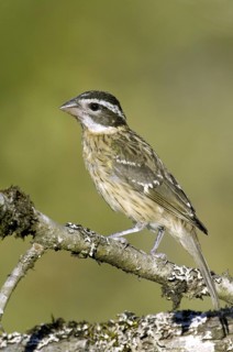 Black-headed Grosbeak (Pheucticus melanocephalus) female, Arizona, USA