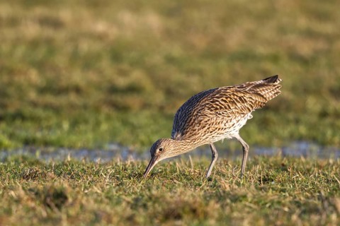 Eurasian Curlew (Numenius arquata) foraging, North Rhine-Westpalia, Germany